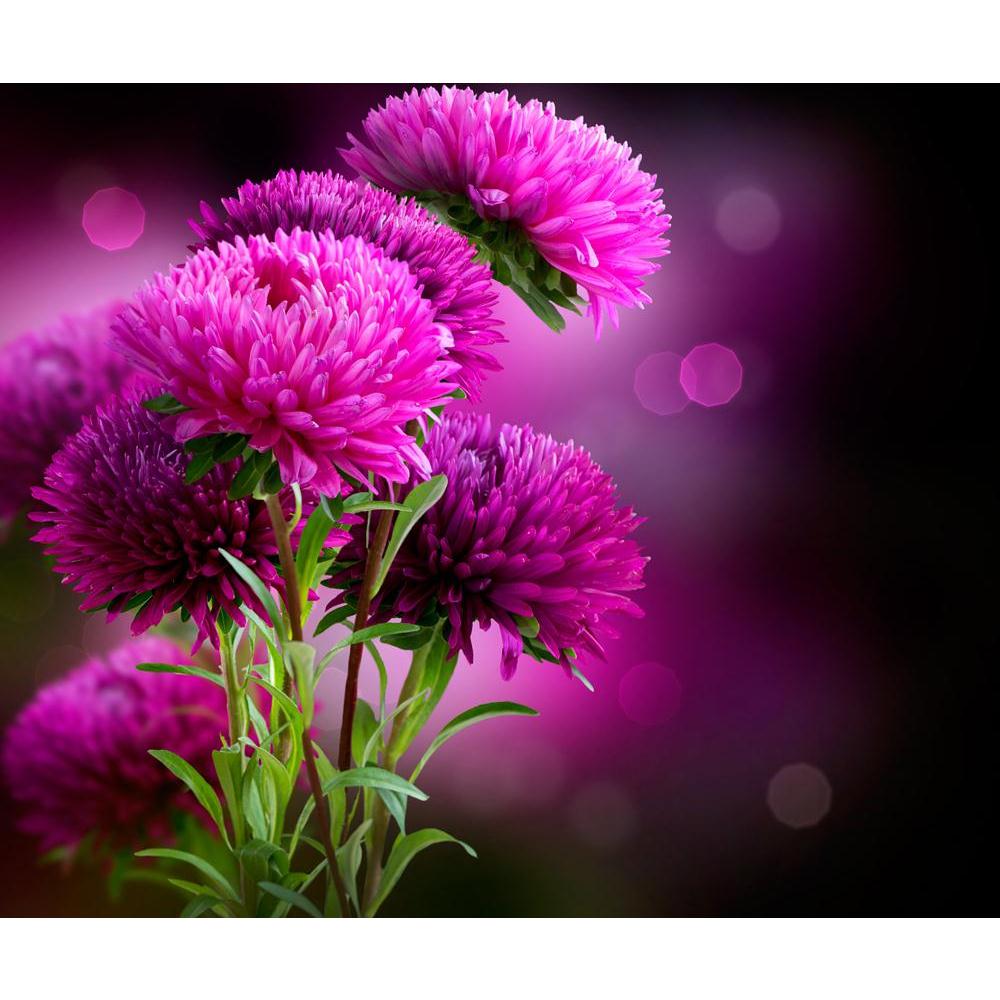 Pitaara Box Autumn Flowers Unframed Canvas Painting-Paintings Unframed Regular-PBART15622378AFF_UN_L-Image Code 5001625 Vishnu Image Folio Pvt Ltd, IC 5001625, Pitaara Box, Paintings Unframed Regular, Floral, Photography, autumn, flowers, unframed, canvas, painting, aster, art, design, large size canvas print, wall painting for living room without frame, decorative wall painting, artzfolio, large poster, unframed canvas painting, wall painting without frame, wall art for living room, canvas wall painting, l