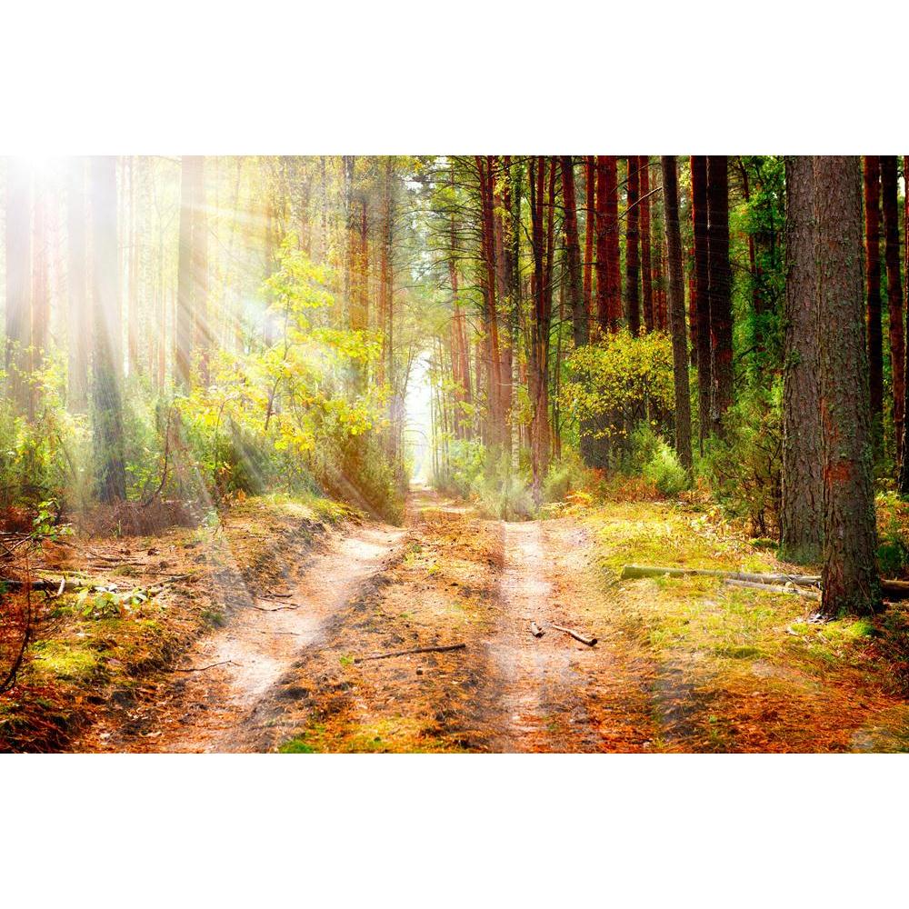 Autumn Forest Canvas Painting Synthetic Frame-Paintings MDF Framing-AFF_FR-IC 5001626 IC 5001626, Automobiles, Countries, Landscapes, Nature, Scenic, Seasons, Sunrises, Sunsets, Transportation, Travel, Vehicles, Wooden, autumn, forest, canvas, painting, synthetic, frame, background, beams, beautiful, branches, colors, country, countryside, daylight, deep, ecology, environment, fall, hike, hiking, land, landscape, light, mist, misty, moisture, moss, natural, park, peaceful, pine, tree, rays, scene, scenery, 