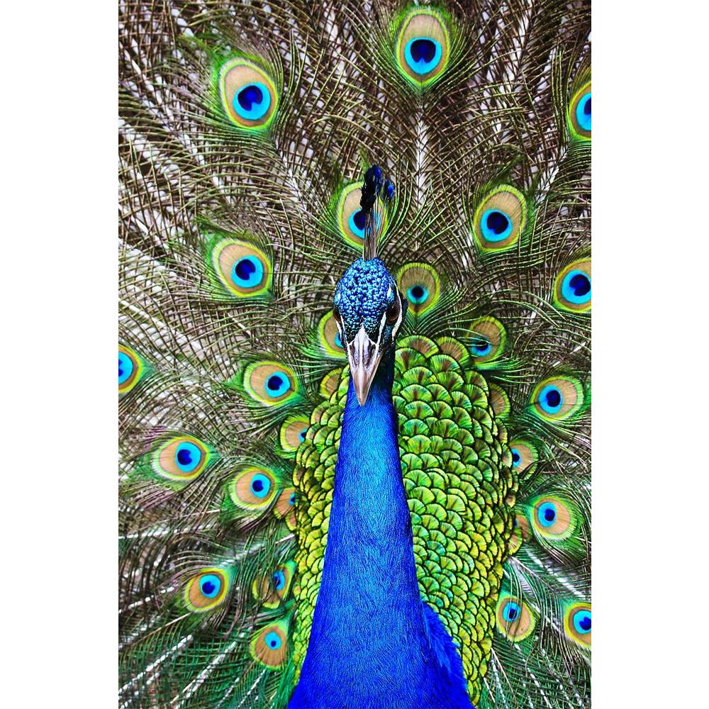 ArtzFolio Green Peacock Unframed Paper Poster-Paper Posters Unframed-AZART15848702POS_UN_L-Image Code 5001664 Vishnu Image Folio Pvt Ltd, IC 5001664, ArtzFolio, Paper Posters Unframed, Birds, Photography, green, peacock, unframed, paper, poster, wall, large, size, for, living, room, home, decoration, big, framed, decor, posters, pitaara, box, modern, art, with, frame, bedroom, amazonbasics, door, drawing, small, decorative, office, reception, multiple, friends, images, reprints, reprint, kids, bathroom, des