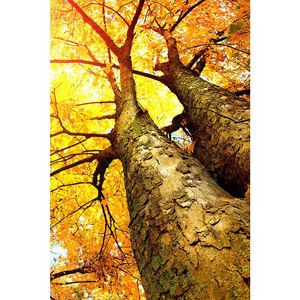 ArtzFolio Autumn Trees Fall Unframed Paper Poster-Paper Posters Unframed-AZART16058407POS_UN_L-Image Code 5001697 Vishnu Image Folio Pvt Ltd, IC 5001697, ArtzFolio, Paper Posters Unframed, Landscapes, Photography, autumn, trees, fall, unframed, paper, poster, wall, large, size, for, living, room, home, decoration, big, framed, decor, posters, pitaara, box, modern, art, with, frame, bedroom, amazonbasics, door, drawing, small, decorative, office, reception, multiple, friends, images, reprints, reprint, kids,