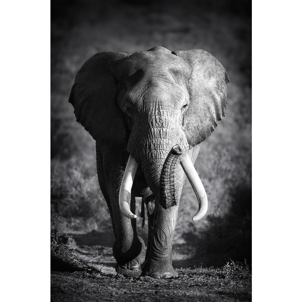 ArtzFolio Large Elephant Unframed Paper Poster-Paper Posters Unframed-AZART16383168POS_UN_L-Image Code 5001756 Vishnu Image Folio Pvt Ltd, IC 5001756, ArtzFolio, Paper Posters Unframed, Animals, Photography, large, elephant, unframed, paper, poster, wall, size, for, living, room, home, decoration, big, framed, decor, posters, pitaara, box, modern, art, with, frame, bedroom, amazonbasics, door, drawing, small, decorative, office, reception, multiple, friends, images, reprints, reprint, kids, bathroom, design