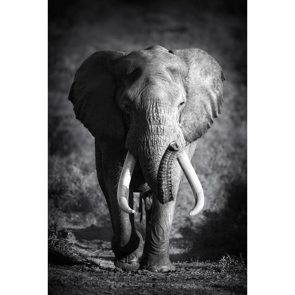 elephant photo frames