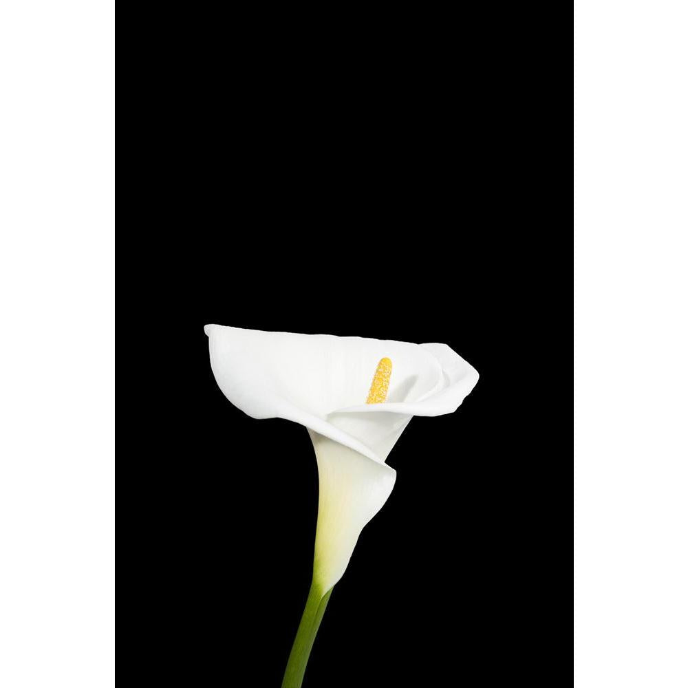 ArtzFolio White Calla Lily Unframed Paper Poster-Paper Posters Unframed-AZART16995198POS_UN_L-Image Code 5001867 Vishnu Image Folio Pvt Ltd, IC 5001867, ArtzFolio, Paper Posters Unframed, Floral, Photography, white, calla, lily, unframed, paper, poster, wall, large, size, for, living, room, home, decoration, big, framed, decor, posters, pitaara, box, modern, art, with, frame, bedroom, amazonbasics, door, drawing, small, decorative, office, reception, multiple, friends, images, reprints, reprint, kids, bathr