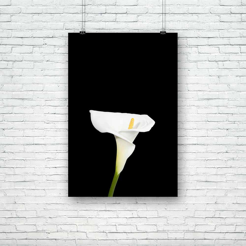 White Calla Lily Unframed Paper Poster-Paper Posters Unframed-POS_UN-IC 5001867 IC 5001867, Black and White, Botanical, Floral, Flowers, Love, Nature, Romance, Scenic, White, calla, lily, unframed, paper, poster, arum, beautiful, big, black, background, bloom, blooming, bright, close, closeup, curls, curves, elegant, flora, flower, foliage, fragile, garden, gift, green, isolated, leaves, lilly, macro, natural, passion, peaceful, perfume, petal, petals, plants, posing, pure, romantic, single, soft, spring, s