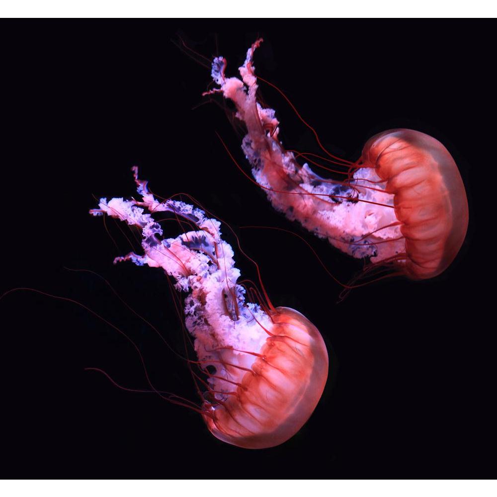 Pitaara Box Jelly Fish In Red Color Peel & Stick Vinyl Wall Sticker-Laminated Wall Stickers-PBART17061654LAM_UN_L-Image Code 5001874 Vishnu Image Folio Pvt Ltd, IC 5001874, Pitaara Box, Laminated Wall Stickers, Animals, Photography, jelly, fish, in, red, color, peel, stick, vinyl, wall, sticker, jellyfish, black, background, wall sticker for bedroom, large size wall decal, wall sticker for drawing room, living room wall sticker decal, artzfolio, decorative wall sticker decal, big size wall sticker, waterpro