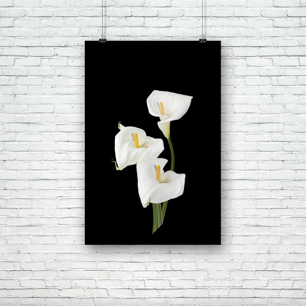 White Calla Lilies Unframed Paper Poster-Paper Posters Unframed-POS_UN-IC 5001886 IC 5001886, Black, Black and White, Botanical, Floral, Flowers, Individuals, Nature, Portraits, Scenic, Seasons, White, calla, lilies, unframed, paper, poster, arum, beautiful, beauty, in, background, bloom, blooming, blossom, blossoming, botany, bud, lily, close, up, curl, curve, dark, delicate, elegant, exotic, fine, flora, flower, fragile, green, innocence, isolated, long, stem, petal, plant, portrait, pure, season, serene,