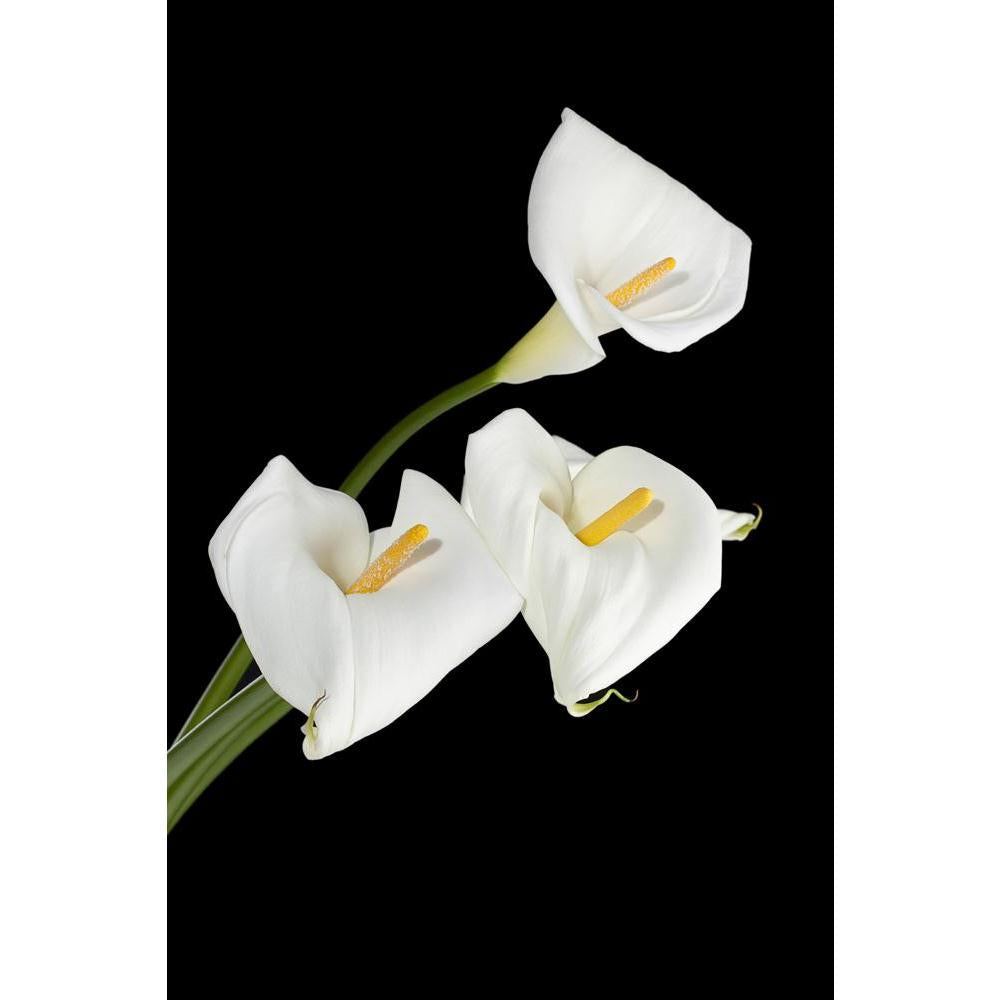 White Calla Lilies On A Dark Background Canvas Painting Synthetic Frame-Paintings MDF Framing-AFF_FR-IC 5001886 IC 5001886, Black, Black and White, Botanical, Floral, Flowers, Individuals, Nature, Portraits, Scenic, Seasons, White, calla, lilies, on, a, dark, background, canvas, painting, synthetic, frame, arum, beautiful, beauty, in, bloom, blooming, blossom, blossoming, botany, bud, lily, close, up, curl, curve, delicate, elegant, exotic, fine, flora, flower, fragile, green, innocence, isolated, long, ste