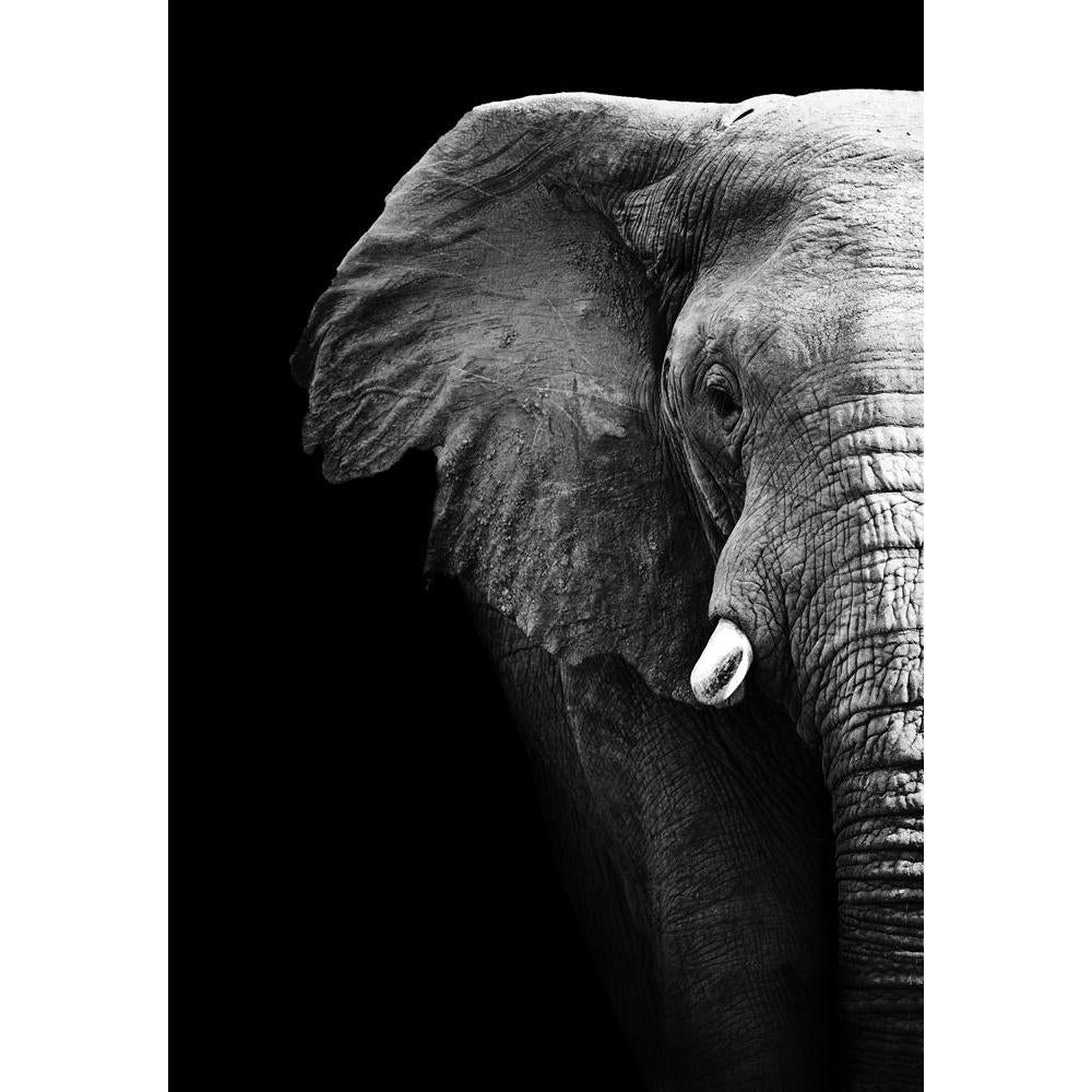 Elephant Canvas Painting Synthetic Frame-Paintings MDF Framing-AFF_FR-IC 5002034 IC 5002034, African, Animals, Black, Black and White, Individuals, Nature, Portraits, Scenic, Wildlife, elephant, canvas, painting, synthetic, frame, aged, animal, big, brown, close, closeup, danger, detail, ear, endangered, eye, face, feed, female, head, hide, jungle, large, look, old, one, portrait, powerful, profile, skin, skinned, slow, species, strong, texture, thick, threatened, tough, trunk, tusk, up, wild, wise, wrinkle