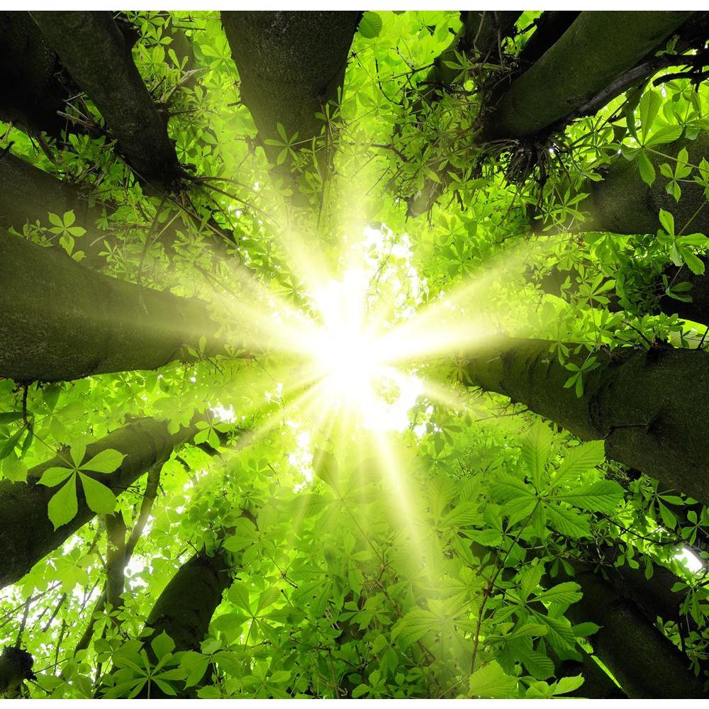 Forest Scenery Canvas Painting Synthetic Frame-Paintings MDF Framing-AFF_FR-IC 5002038 IC 5002038, Botanical, Floral, Flowers, Landscapes, Nature, Scenic, Wooden, forest, scenery, canvas, painting, synthetic, frame, atmospheric, backlight, bark, beams, beautiful, branches, canopy, conservation, crown, deciduous, environment, flora, foliage, framed, fresh, green, greenery, horse, chestnut, landscape, leaves, looking, up, lush, majestic, many, middle, outdoor, park, plants, rays, relaxation, shining, through,