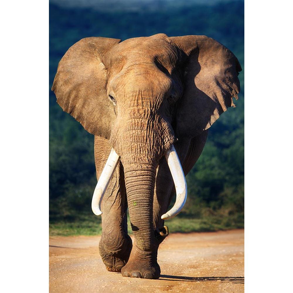 ArtzFolio Elephant With Large Teeth Unframed Paper Poster-Paper Posters Unframed-AZART18828764POS_UN_L-Image Code 5002208 Vishnu Image Folio Pvt Ltd, IC 5002208, ArtzFolio, Paper Posters Unframed, Animals, Photography, elephant, with, large, teeth, unframed, paper, poster, wall, size, for, living, room, home, decoration, big, framed, decor, posters, pitaara, box, modern, art, frame, bedroom, amazonbasics, door, drawing, small, decorative, office, reception, multiple, friends, images, reprints, reprint, kids