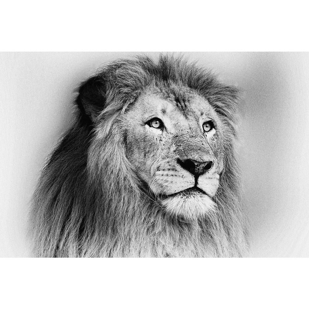 ArtzFolio Striking Black & White Lion Unframed Paper Poster-Paper Posters Unframed-AZART19359022POS_UN_L-Image Code 5002298 Vishnu Image Folio Pvt Ltd, IC 5002298, ArtzFolio, Paper Posters Unframed, Animals, Photography, striking, black, white, lion, unframed, paper, poster, wall, large, size, for, living, room, home, decoration, big, framed, decor, posters, pitaara, box, modern, art, with, frame, bedroom, amazonbasics, door, drawing, small, decorative, office, reception, multiple, friends, images, reprints