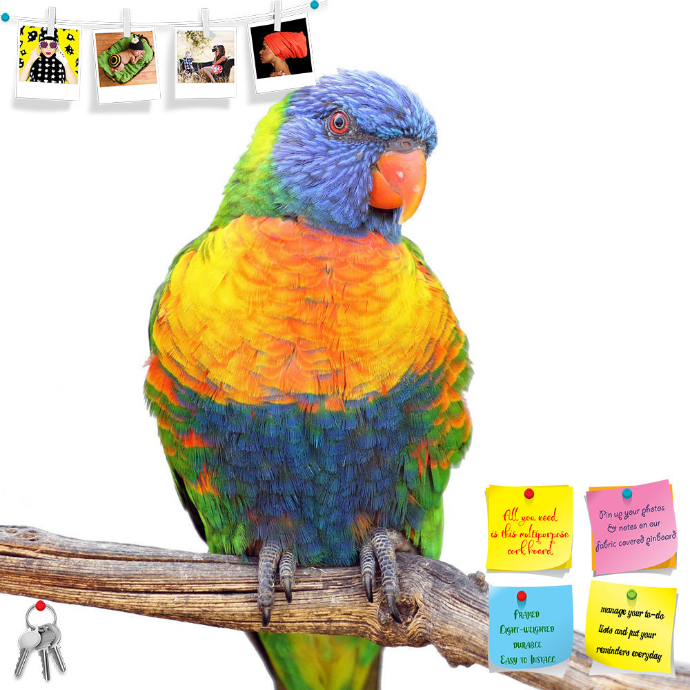 ArtzFolio Rainbow Lorikeet Birds Printed Bulletin Board Notice Pin Board Soft Board | Frameless-Bulletin Boards Frameless-AZSAO19369499BLB_FL_L-Image Code 5002300 Vishnu Image Folio Pvt Ltd, IC 5002300, ArtzFolio, Bulletin Boards Frameless, Birds, Photography, rainbow, lorikeet, printed, bulletin, board, notice, pin, soft, frameless, details, trichoglossus, haematodus, perching, branch, isolated, white, pin up board, push pin board, extra large cork board, big pin board, notice board, small bulletin board, 