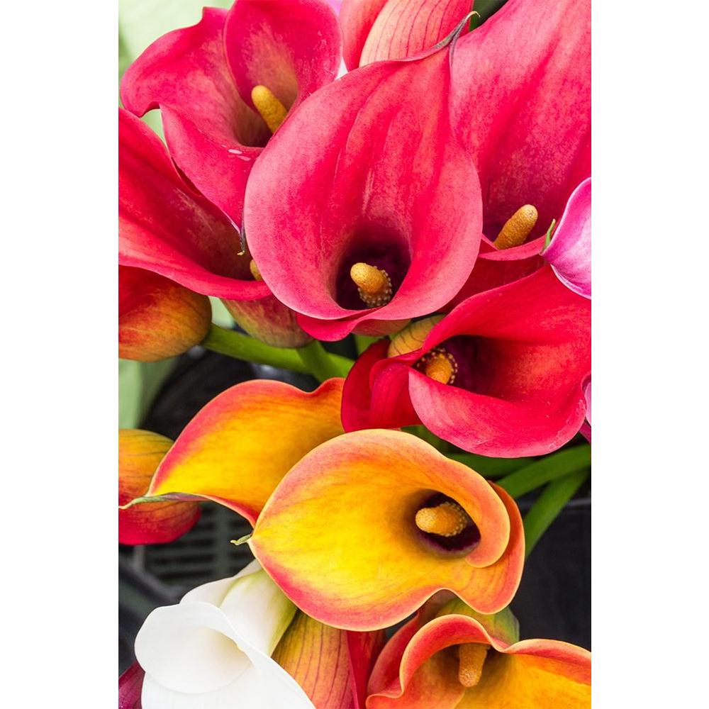 ArtzFolio Calla Lily Flowers Unframed Paper Poster-Paper Posters Unframed-AZART19801056POS_UN_L-Image Code 5002358 Vishnu Image Folio Pvt Ltd, IC 5002358, ArtzFolio, Paper Posters Unframed, Floral, Photography, calla, lily, flowers, unframed, paper, poster, wall, large, size, for, living, room, home, decoration, big, framed, decor, posters, pitaara, box, modern, art, with, frame, bedroom, amazonbasics, door, drawing, small, decorative, office, reception, multiple, friends, images, reprints, reprint, kids, b
