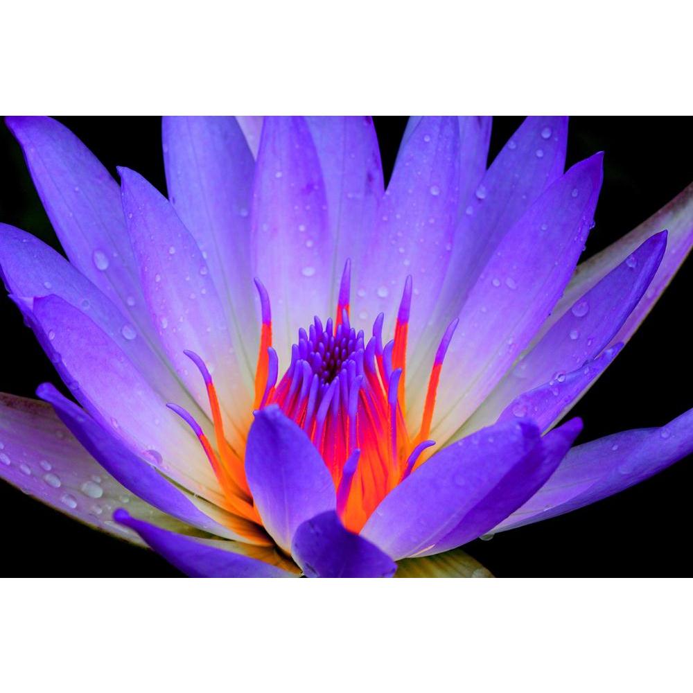 Lotus Canvas Painting Synthetic Frame-Paintings MDF Framing-AFF_FR-IC 5002364 IC 5002364, Black, Black and White, Botanical, Floral, Flowers, Nature, Scenic, Seasons, Tropical, lotus, canvas, painting, synthetic, frame, flower, aquatic, background, beautiful, beauty, bloom, blooming, blossom, blue, botany, bright, close, closeup, color, colorful, exotic, flora, fresh, garden, green, large, leaf, leaves, life, light, lilly, lily, macro, natural, one, outdoor, petal, pink, plant, plate, purple, romantic, seas