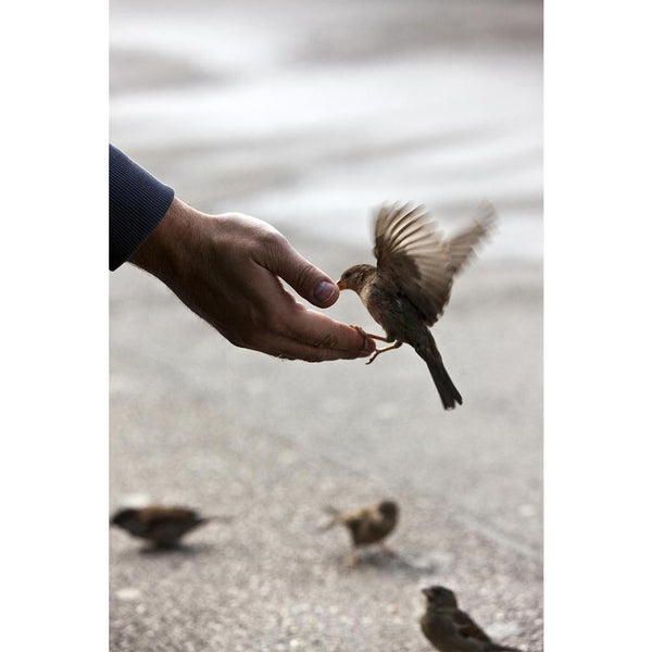 Bird Feeding Hand Unframed Paper Poster-Paper Posters Unframed-POS_UN-IC 5002372 IC 5002372, Animals, Arrows, Birds, Urban, bird, feeding, hand, unframed, paper, wall, poster, concept, help, sharing, helping, caring, sparrow, hands, responsibility, care, freedom, sparrows, affectionate, animal, asphalt, assistance, bait, beak, begging, behavior, communication, cute, dependence, eat, environmental, protection, feather, feed, finger, flapping, flying, friendship, greed, hungry, near, poverty, satisfaction, sm