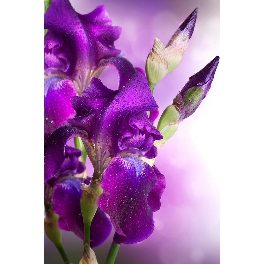 ArtzFolio Beautiful Violet Flower Unframed Paper Poster-Paper Posters Unframed-AZART19978717POS_UN_L-Image Code 5002386 Vishnu Image Folio Pvt Ltd, IC 5002386, ArtzFolio, Paper Posters Unframed, Floral, Photography, beautiful, violet, flower, unframed, paper, poster, wall, large, size, for, living, room, home, decoration, big, framed, decor, posters, pitaara, box, modern, art, with, frame, bedroom, amazonbasics, door, drawing, small, decorative, office, reception, multiple, friends, images, reprints, reprin
