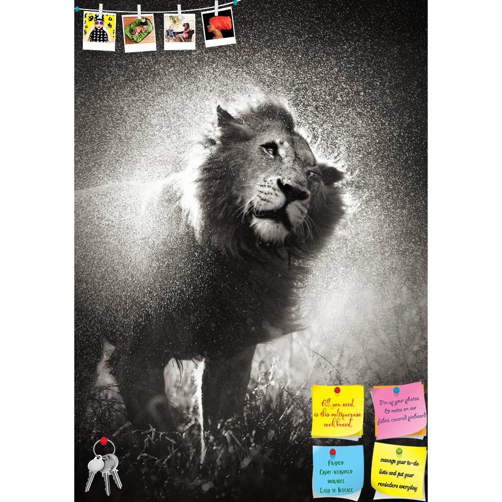 ArtzFolio Male Lion in Kruger National Park, South Africa Printed Bulletin Board Notice Pin Board Soft Board | Frameless-Bulletin Boards Frameless-AZSAO20026988BLB_FL_L-Image Code 5002390 Vishnu Image Folio Pvt Ltd, IC 5002390, ArtzFolio, Bulletin Boards Frameless, Animals, Photography, male, lion, in, kruger, national, park, south, africa, printed, bulletin, board, notice, pin, soft, frameless, shaking, off, water, rainstorm, pin up board, push pin board, extra large cork board, big pin board, notice board