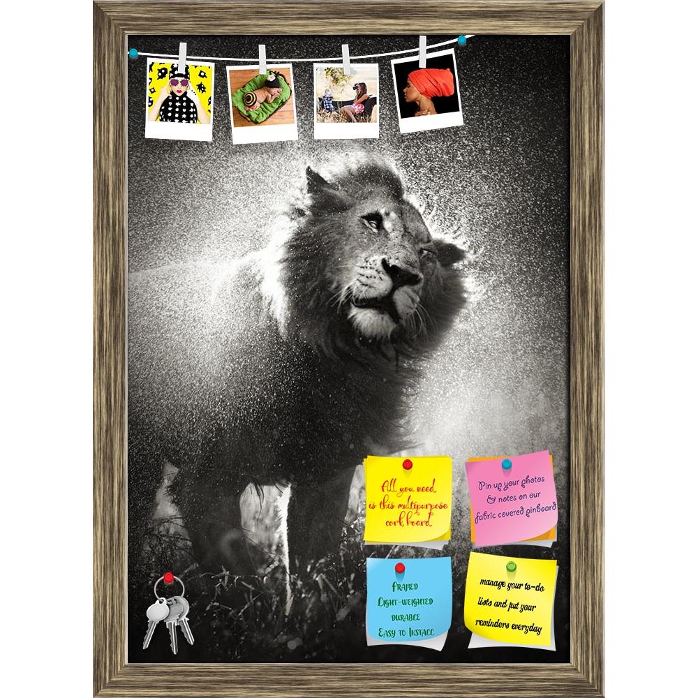 ArtzFolio Male Lion in Kruger National Park, South Africa Printed Bulletin Board Notice Pin Board Soft Board | Framed-Bulletin Boards Framed-AZSAO20026988BLB_FR_L-Image Code 5002390 Vishnu Image Folio Pvt Ltd, IC 5002390, ArtzFolio, Bulletin Boards Framed, Animals, Photography, male, lion, in, kruger, national, park, south, africa, printed, bulletin, board, notice, pin, soft, framed, shaking, off, water, rainstorm, pin up board, push pin board, extra large cork board, big pin board, notice board, small bull
