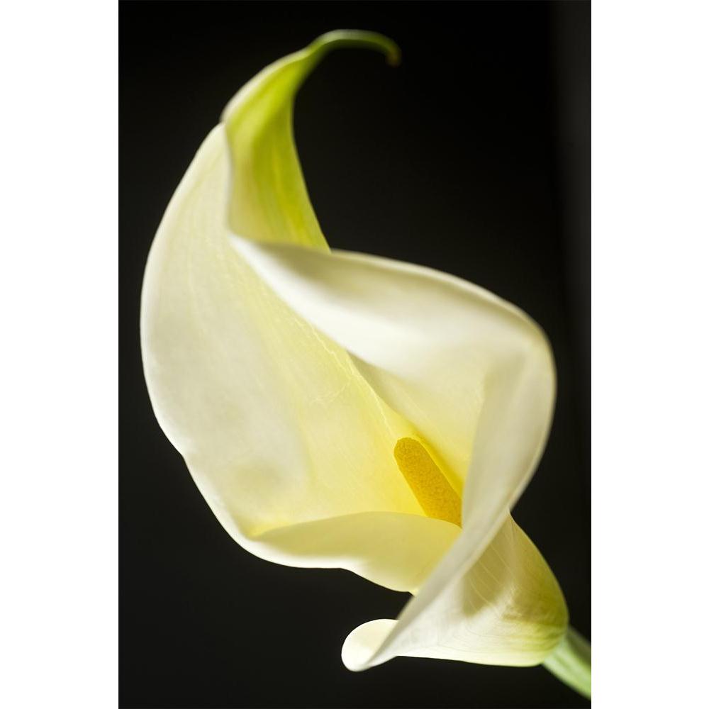 ArtzFolio Flower D2 Unframed Paper Poster-Paper Posters Unframed-AZART20056430POS_UN_L-Image Code 5002392 Vishnu Image Folio Pvt Ltd, IC 5002392, ArtzFolio, Paper Posters Unframed, Floral, Photography, flower, d2, unframed, paper, poster, wall, large, size, for, living, room, home, decoration, big, framed, decor, posters, pitaara, box, modern, art, with, frame, bedroom, amazonbasics, door, drawing, small, decorative, office, reception, multiple, friends, images, reprints, reprint, kids, bathroom, designer, 