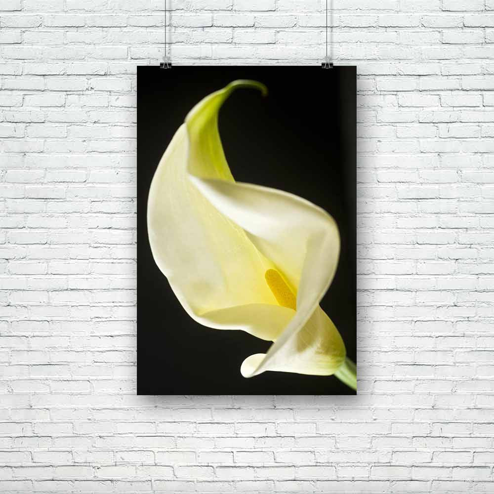 Flower D1 Unframed Paper Poster-Paper Posters Unframed-POS_UN-IC 5002392 IC 5002392, Black and White, Botanical, Floral, Flowers, Nature, Scenic, White, flower, d1, unframed, paper, poster, easter, lily, arum, beautiful, calla, fragility, holidays, and, celebrations, isolated, objects, on, nobody, part, of, plant, two, artzfolio, posters, wall posters, posters for room, posters for room decoration, office poster, door poster, baby poster, motivational posters, posters for room boys, quotes, poster for wall 