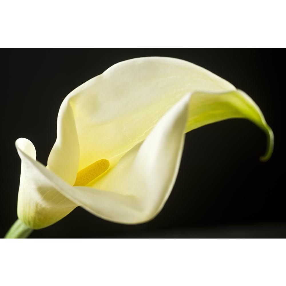 Flower Canvas Painting Synthetic Frame-Paintings MDF Framing-AFF_FR-IC 5002392 IC 5002392, Black and White, Botanical, Floral, Flowers, Nature, Scenic, White, flower, canvas, painting, synthetic, frame, easter, lily, arum, beautiful, calla, fragility, holidays, and, celebrations, isolated, objects, on, nobody, part, of, plant, two, artzfolio, wall decor for living room, wall frames for living room, frames for living room, wall art, canvas painting, wall frame, scenery, panting, paintings for living room, fr
