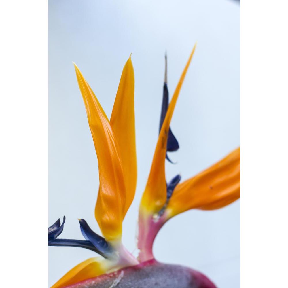 Strange Red & Blue Flower With Green Leaf Canvas Painting Synthetic Frame-Paintings MDF Framing-AFF_FR-IC 5002396 IC 5002396, Black and White, Books, Botanical, Circle, Floral, Flowers, Memories, Nature, Scenic, Seasons, White, strange, red, blue, flower, with, green, leaf, canvas, painting, synthetic, frame, background, beautiful, beauty, blank, bloom, blossom, board, botany, bouquet, bulletin, celebration, color, colorful, day, document, dream, field, flora, garden, grass, grow, happy, ideas, memory, mess