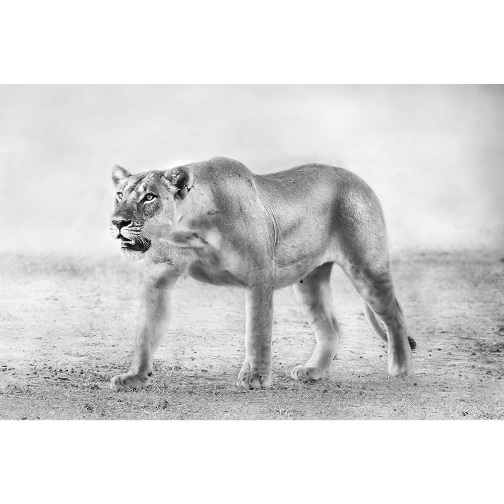 ArtzFolio Lion D1 Unframed Paper Poster-Paper Posters Unframed-AZART20215699POS_UN_L-Image Code 5002416 Vishnu Image Folio Pvt Ltd, IC 5002416, ArtzFolio, Paper Posters Unframed, Animals, Photography, lion, d1, unframed, paper, poster, wall, large, size, for, living, room, home, decoration, big, framed, decor, posters, pitaara, box, modern, art, with, frame, bedroom, amazonbasics, door, drawing, small, decorative, office, reception, multiple, friends, images, reprints, reprint, kids, bathroom, designer, pai
