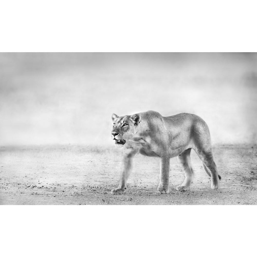 Lion Canvas Painting Synthetic Frame-Paintings MDF Framing-AFF_FR-IC 5002416 IC 5002416, African, Animals, Black and White, Nature, Scenic, White, Wildlife, lion, canvas, painting, synthetic, frame, africa, animal, big, five, black, and, carnivore, cat, dangerous, east, endangered, environment, feline, hunter, king, large, leader, lioness, majestic, mammal, monochrome, national, park, natural, outdoors, predator, reserve, safari, savanna, tanzania, wild, wilderness, artzfolio, wall decor for living room, wa