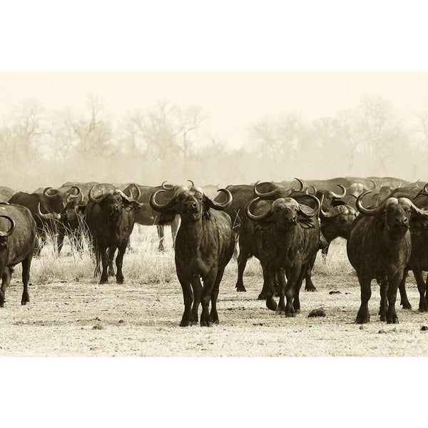 African Buffalo Herd Unframed Paper Poster-Paper Posters Unframed-POS_UN-IC 5002417 IC 5002417, African, Animals, Black and White, Nature, Scenic, Sports, White, Wildlife, buffalo, herd, unframed, paper, wall, poster, africa, animal, black, and, conservation, facing, game, large, looking, mammal, monochrome, national, park, reserve, safari, savanna, vacation, wild, zambia, artzfolio, posters, wall posters, posters for room, posters for room decoration, office poster, door poster, baby poster, motivational p