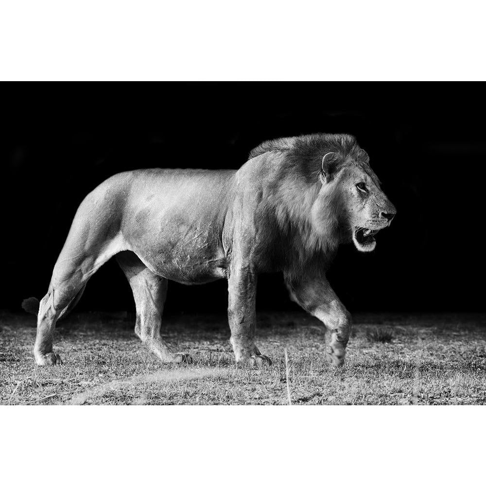 ArtzFolio Lion D2 Unframed Paper Poster-Paper Posters Unframed-AZART20215703POS_UN_L-Image Code 5002418 Vishnu Image Folio Pvt Ltd, IC 5002418, ArtzFolio, Paper Posters Unframed, Animals, Photography, lion, d2, unframed, paper, poster, wall, large, size, for, living, room, home, decoration, big, framed, decor, posters, pitaara, box, modern, art, with, frame, bedroom, amazonbasics, door, drawing, small, decorative, office, reception, multiple, friends, images, reprints, reprint, kids, bathroom, designer, pai