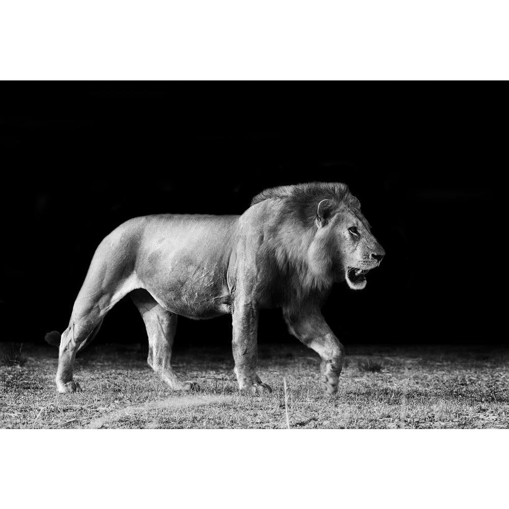 Lion Canvas Painting Synthetic Frame-Paintings MDF Framing-AFF_FR-IC 5002418 IC 5002418, African, Animals, Black and White, Nature, Scenic, White, Wildlife, lion, canvas, painting, synthetic, frame, africa, animal, big, five, black, and, carnivore, cat, dangerous, east, endangered, environment, feline, hunter, kenya, king, large, leader, lioness, majestic, mammal, monochrome, national, park, natural, outdoors, predator, reserve, safari, savanna, wild, wilderness, artzfolio, wall decor for living room, wall 