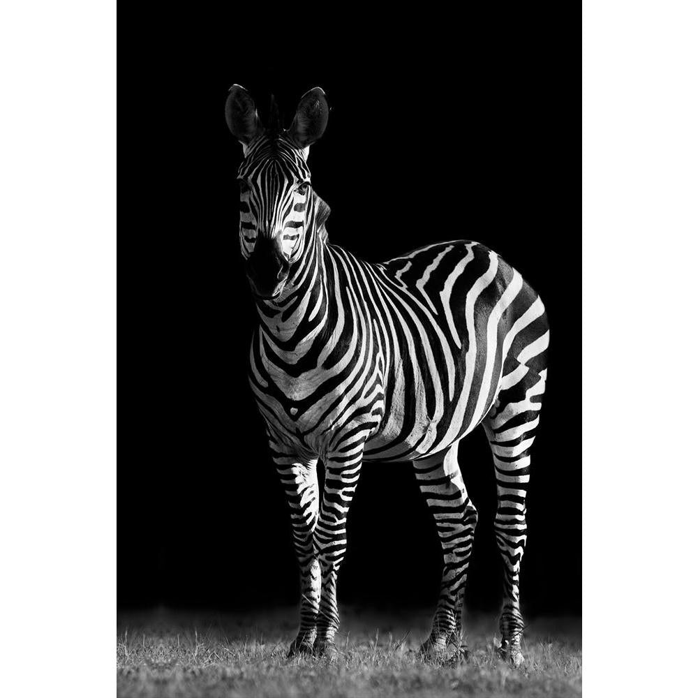 ArtzFolio Zebra D1 Unframed Paper Poster-Paper Posters Unframed-AZART20215742POS_UN_L-Image Code 5002419 Vishnu Image Folio Pvt Ltd, IC 5002419, ArtzFolio, Paper Posters Unframed, Animals, Photography, zebra, d1, unframed, paper, poster, wall, large, size, for, living, room, home, decoration, big, framed, decor, posters, pitaara, box, modern, art, with, frame, bedroom, amazonbasics, door, drawing, small, decorative, office, reception, multiple, friends, images, reprints, reprint, kids, bathroom, designer, p
