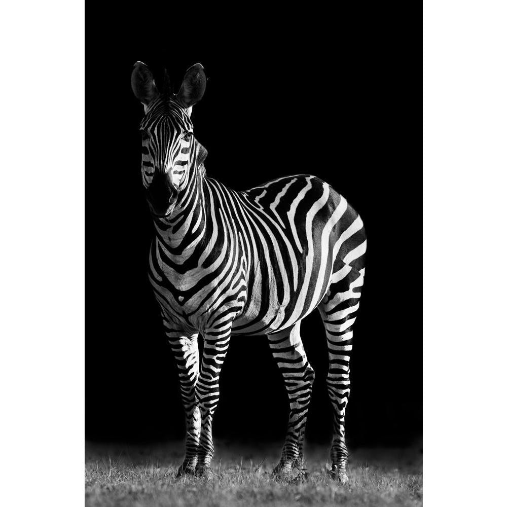 Zebra Canvas Painting Synthetic Frame-Paintings MDF Framing-AFF_FR-IC 5002419 IC 5002419, African, Animals, Black and White, Nature, Pets, Scenic, White, Wildlife, zebra, canvas, painting, synthetic, frame, africa, animal, and, in, the, wild, beauty, black, horse, isolated, objects, looking, mammal, monochrome, safari, standing, striped, background, artzfolio, wall decor for living room, wall frames for living room, frames for living room, wall art, canvas painting, wall frame, scenery, panting, paintings f