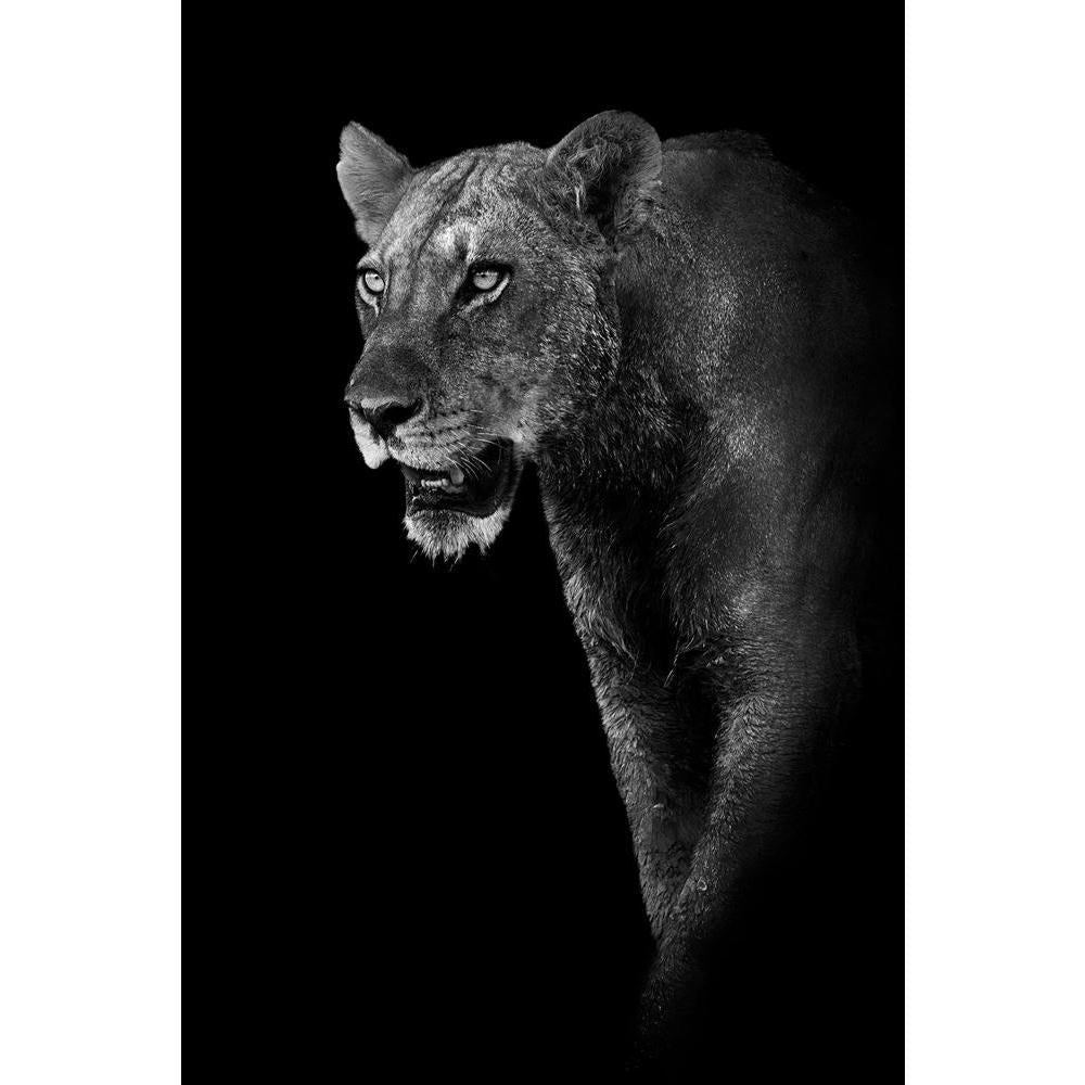 ArtzFolio Lion D3 Unframed Paper Poster-Paper Posters Unframed-AZART20215753POS_UN_L-Image Code 5002420 Vishnu Image Folio Pvt Ltd, IC 5002420, ArtzFolio, Paper Posters Unframed, Animals, Photography, lion, d3, unframed, paper, poster, wall, large, size, for, living, room, home, decoration, big, framed, decor, posters, pitaara, box, modern, art, with, frame, bedroom, amazonbasics, door, drawing, small, decorative, office, reception, multiple, friends, images, reprints, reprint, kids, bathroom, designer, pai
