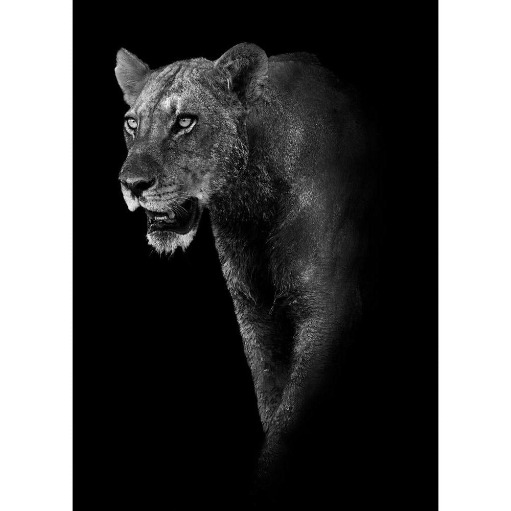 Lion Canvas Painting Synthetic Frame-Paintings MDF Framing-AFF_FR-IC 5002420 IC 5002420, Animals, Art and Paintings, Nature, Pets, Scenic, Wildlife, lion, canvas, painting, synthetic, frame, animal, body, part, head, and, in, the, wild, beauty, big, cat, dark, endangered, species, mammal, mane, monochrome, one, of, sadness, safari, sepia, toned, natural, world, vertebrate, artzfolio, wall decor for living room, wall frames for living room, frames for living room, wall art, canvas painting, wall frame, scene
