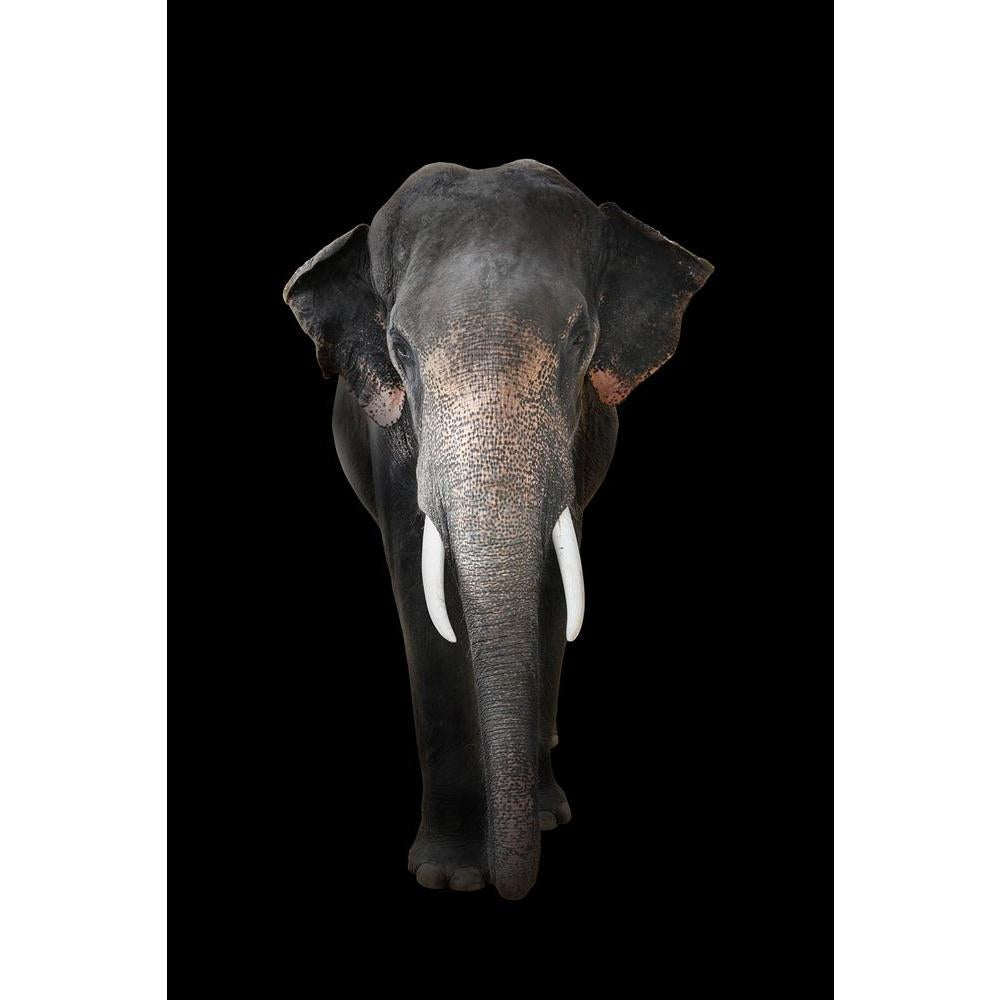 ArtzFolio Elephant D6 Unframed Paper Poster-Paper Posters Unframed-AZART20443527POS_UN_L-Image Code 5002462 Vishnu Image Folio Pvt Ltd, IC 5002462, ArtzFolio, Paper Posters Unframed, Animals, Photography, elephant, d6, unframed, paper, poster, wall, large, size, for, living, room, home, decoration, big, framed, decor, posters, pitaara, box, modern, art, with, frame, bedroom, amazonbasics, door, drawing, small, decorative, office, reception, multiple, friends, images, reprints, reprint, kids, bathroom, desig