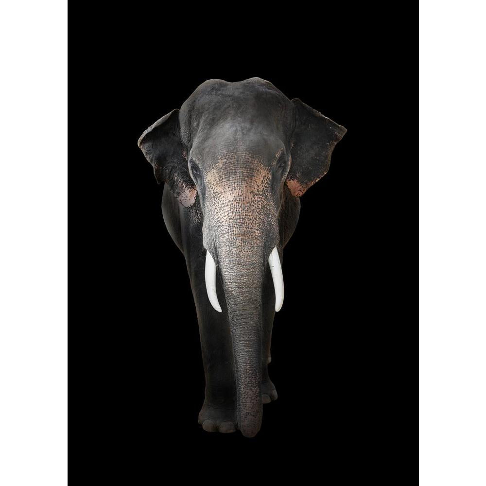 Elephant Canvas Painting Synthetic Frame-Paintings MDF Framing-AFF_FR-IC 5002462 IC 5002462, Animals, Black, Black and White, Individuals, Nature, Portraits, Scenic, Wildlife, elephant, canvas, painting, synthetic, frame, elephants, aged, animal, big, brown, close, closeup, danger, detail, ear, endangered, eye, face, feed, female, head, hide, jungle, large, look, old, one, portrait, powerful, profile, skin, skinned, slow, species, strong, texture, thailand, thick, threatened, tough, trunk, tusk, up, wild, w