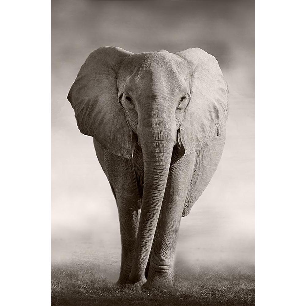 ArtzFolio Wild African Elephant D1 Unframed Paper Poster-Paper Posters Unframed-AZART20753513POS_UN_L-Image Code 5002516 Vishnu Image Folio Pvt Ltd, IC 5002516, ArtzFolio, Paper Posters Unframed, Animals, Photography, wild, african, elephant, d1, unframed, paper, poster, wall, large, size, for, living, room, home, decoration, big, framed, decor, posters, pitaara, box, modern, art, with, frame, bedroom, amazonbasics, door, drawing, small, decorative, office, reception, multiple, friends, images, reprints, re