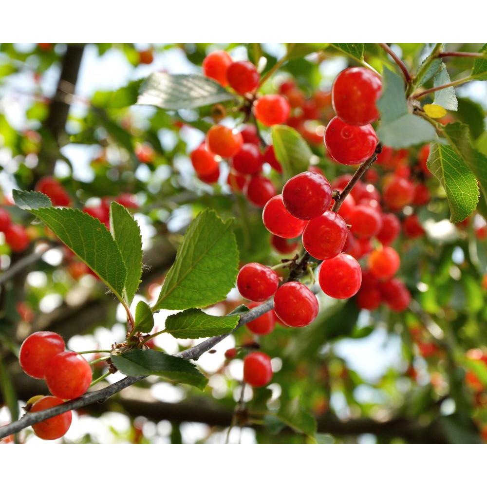 Bright Red Cherries Canvas Painting Synthetic Frame-Paintings MDF Framing-AFF_FR-IC 5002525 IC 5002525, Cuisine, Culture, Ethnic, Food, Food and Beverage, Food and Drink, Fruit and Vegetable, Fruits, Nature, Scenic, Traditional, Tribal, World Culture, bright, red, cherries, canvas, painting, synthetic, frame, cherry, tree, fruit, trees, agriculture, berry, branch, bunch, bush, closeup, crop, farm, fresh, garden, green, group, growing, harvest, healthy, juicy, leaf, natural, nobody, organic, plant, ripe, shi