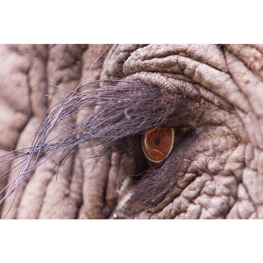 ArtzFolio Elephant Eye D2 Unframed Paper Poster-Paper Posters Unframed-AZART20857427POS_UN_L-Image Code 5002526 Vishnu Image Folio Pvt Ltd, IC 5002526, ArtzFolio, Paper Posters Unframed, Animals, Photography, elephant, eye, d2, unframed, paper, poster, close, macro, shot, wall poster large size, wall poster for living room, poster for home decoration, paper poster, big size room poster, framed wall poster for living room, home decor posters, pitaara box, modern art poster, framed poster, wall poster with fr