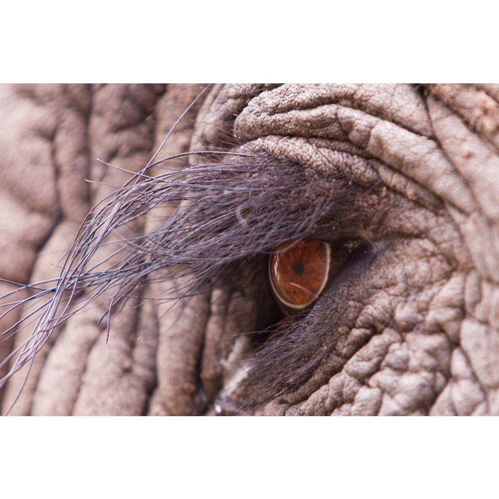 Elephant Eye Canvas Painting Synthetic Frame-Paintings MDF Framing-AFF_FR-IC 5002526 IC 5002526, African, Animals, Automobiles, Nature, Scenic, Sports, Transportation, Travel, Vehicles, Wildlife, elephant, eye, canvas, painting, synthetic, frame, africa, animal, big, bush, close, up, conservation, ecology, endangered, game, grey, herbivore, huge, ivory, large, loxodonta, macro, mammal, pachyderm, park, reserve, safari, small, south, strong, tourism, tourist, wild, zambia, artzfolio, wall decor for living ro
