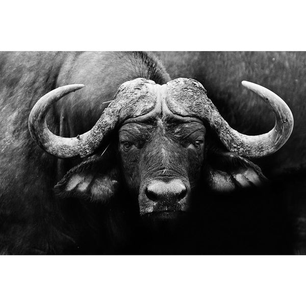 African Cape Buffalo Unframed Paper Poster-Paper Posters Unframed-POS_UN-IC 5002529 IC 5002529, African, Animals, Black, Black and White, Nature, Scenic, Sports, White, Wildlife, cape, buffalo, unframed, paper, wall, poster, africa, animal, and, conservation, facing, game, herd, large, looking, mammal, monochrome, national, park, reserve, safari, savanna, vacation, wild, zambia, artzfolio, posters, wall posters, posters for room, posters for room decoration, office poster, door poster, baby poster, motivati