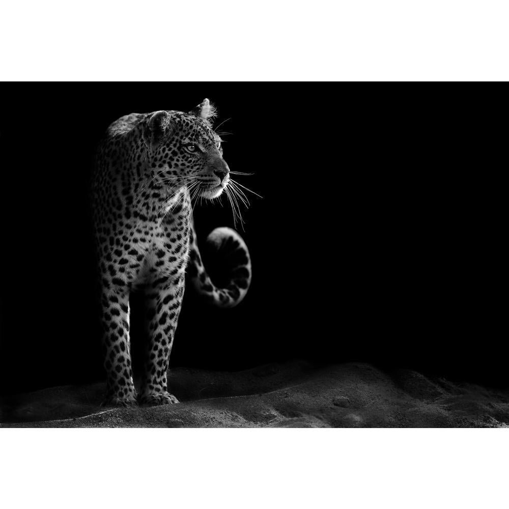 Leopard Canvas Painting Synthetic Frame-Paintings MDF Framing-AFF_FR-IC 5002530 IC 5002530, African, Animals, Black, Black and White, Individuals, Nature, Portraits, Scenic, White, Wildlife, leopard, canvas, painting, synthetic, frame, and, jungle, africa, angry, animal, attentive, beast, big, carnivore, cat, close, closeup, danger, dangerous, environment, eye, face, fast, feline, fur, furry, hunter, looking, mammal, monochrome, nobody, outdoors, park, portrait, powerful, predator, safari, spot, stare, toot