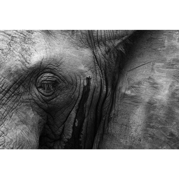 African Elephant Eye & Ear Unframed Paper Poster-Paper Posters Unframed-POS_UN-IC 5002548 IC 5002548, African, Animals, Black, Black and White, Individuals, Nature, Portraits, Scenic, Wildlife, elephant, eye, ear, unframed, paper, wall, poster, aged, animal, big, brown, close, closeup, danger, detail, endangered, face, feed, female, head, hide, jungle, large, look, old, one, portrait, powerful, skin, skinned, slow, species, strong, texture, thick, threatened, tough, trunk, tusk, up, wild, wise, wrinkled, zo