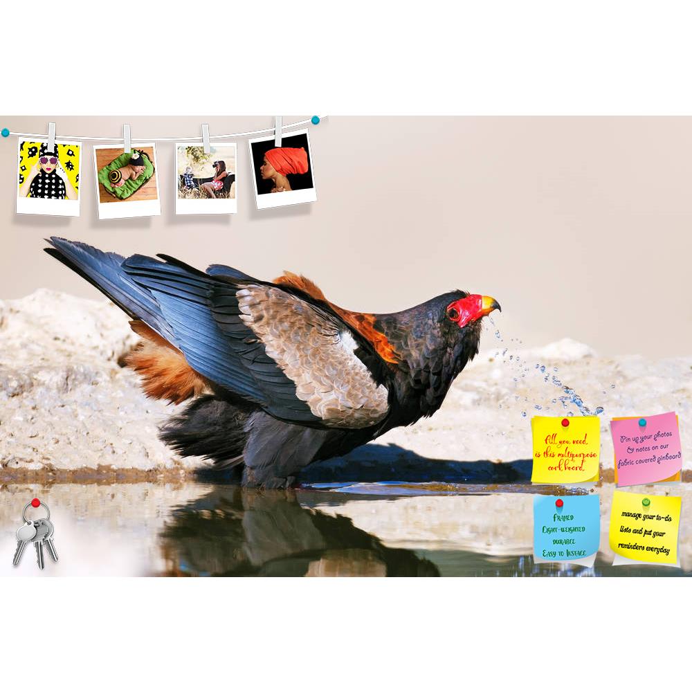 ArtzFolio Bateleur Eagle Drinking Water Kalahari Desert Printed Bulletin Board Notice Pin Board Soft Board | Frameless-Bulletin Boards Frameless-AZSAO20995258BLB_FL_L-Image Code 5002550 Vishnu Image Folio Pvt Ltd, IC 5002550, ArtzFolio, Bulletin Boards Frameless, Birds, Photography, bateleur, eagle, drinking, water, kalahari, desert, printed, bulletin, board, notice, pin, soft, frameless, pin up board, push pin board, extra large cork board, big pin board, notice board, small bulletin board, cork board, wal