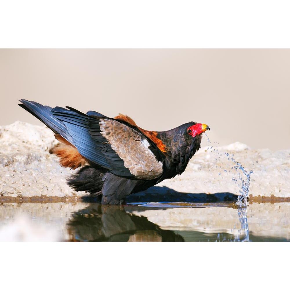 Pitaara Box Bateleur Eagle Drinking Water Kalahari Desert Canvas Painting Synthetic Frame-Paintings MDF Framing-PBART20995258AFF_FR_L-Image Code 5002550 Vishnu Image Folio Pvt Ltd, IC 5002550, Pitaara Box, Paintings MDF Framing, Birds, Photography, bateleur, eagle, drinking, water, kalahari, desert, canvas, painting, synthetic, frame, framed canvas print, wall painting for living room with frame, canvas painting for living room, artzfolio, poster, framed canvas painting, wall painting with frame, canvas pai