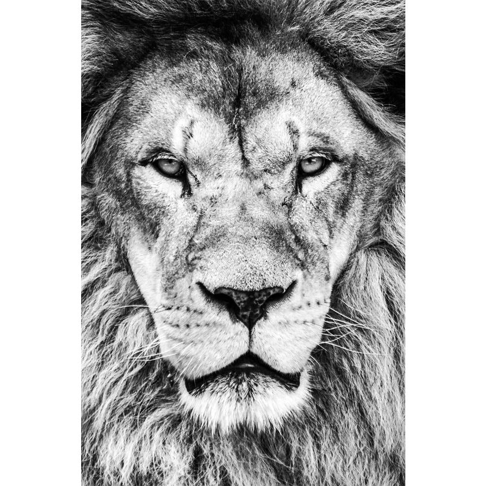 ArtzFolio African Lion Unframed Paper Poster-Paper Posters Unframed-AZART21051793POS_UN_L-Image Code 5002563 Vishnu Image Folio Pvt Ltd, IC 5002563, ArtzFolio, Paper Posters Unframed, Animals, Photography, african, lion, unframed, paper, poster, portrait, beautiful, lionin, black, white, wall poster large size, wall poster for living room, poster for home decoration, paper poster, big size room poster, framed wall poster for living room, home decor posters, pitaara box, modern art poster, framed poster, wal
