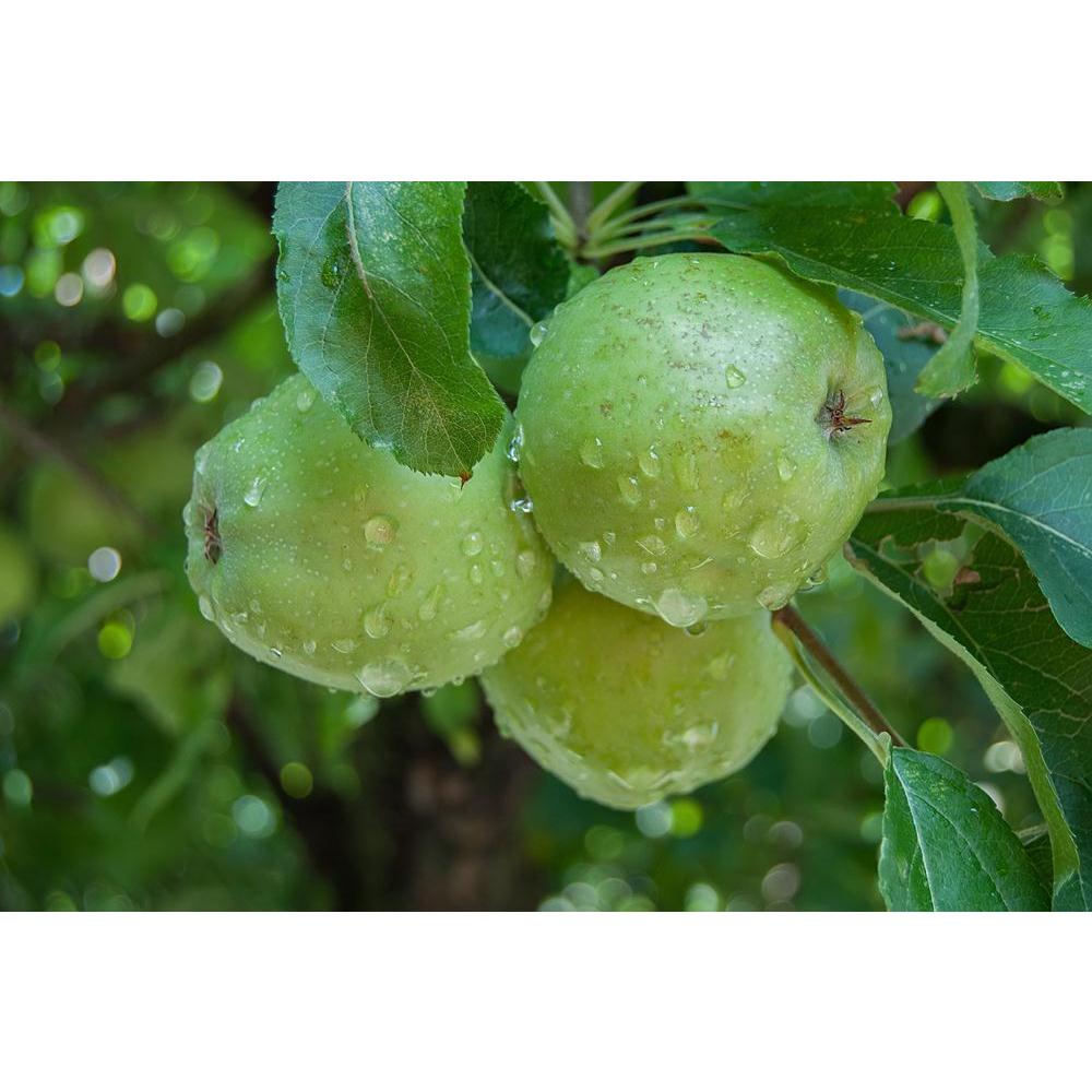 Photo of Green Apples On The Tree Branch, Cuisine, Culture, Ethnic, Food, Food and Beverage, Food and Drink, Fruit and Vegetable, Fruits, Nature, Photography, Scenic, Seasons, Traditional, Tribal, Vegetables, World Culture, wall decor for living room, wall frames for living room, frames for living room, wall art, canvas painting, wall frame, scenery, panting, paintings for living room, framed wall art, wall painting, scenery painting, framed wall painting, scenery for wall with frames, wall art for living r