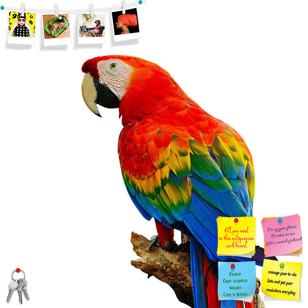 ArtzFolio Colorful Scarlet Macaw Aviary Printed Bulletin Board Notice Pin Board Soft Board | Frameless-Bulletin Boards Frameless-AZSAO21188514BLB_FL_L-Image Code 5002603 Vishnu Image Folio Pvt Ltd, IC 5002603, ArtzFolio, Bulletin Boards Frameless, Birds, Photography, colorful, scarlet, macaw, aviary, printed, bulletin, board, notice, pin, soft, frameless, sitting, log, isolated, white, background, pin up board, push pin board, extra large cork board, big pin board, notice board, small bulletin board, cork b