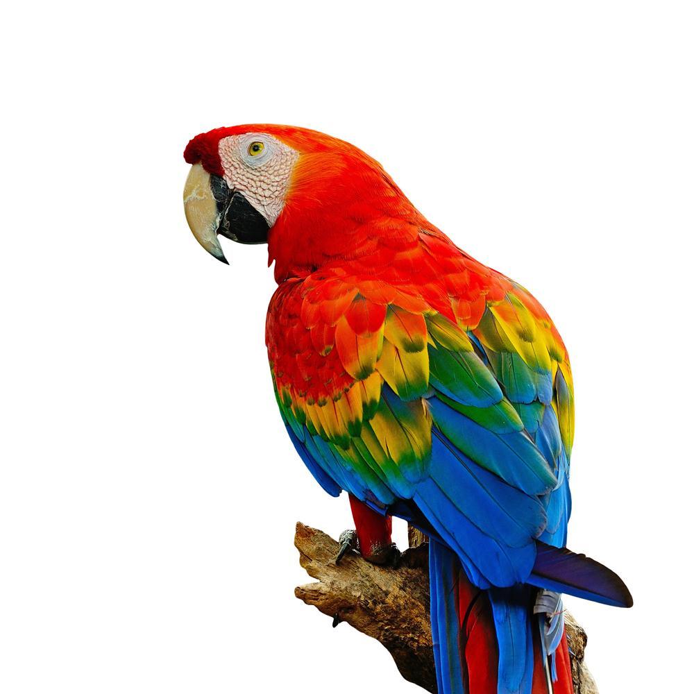 Pitaara Box Colorful Scarlet Macaw Aviary Peel & Stick Vinyl Wall Sticker-Laminated Wall Stickers-PBART21188514LAM_UN_L-Image Code 5002603 Vishnu Image Folio Pvt Ltd, IC 5002603, Pitaara Box, Laminated Wall Stickers, Birds, Photography, colorful, scarlet, macaw, aviary, peel, stick, vinyl, wall, sticker, sitting, log, isolated, white, background, wall sticker for bedroom, large size wall decal, wall sticker for drawing room, living room wall sticker decal, artzfolio, decorative wall sticker decal, big size 